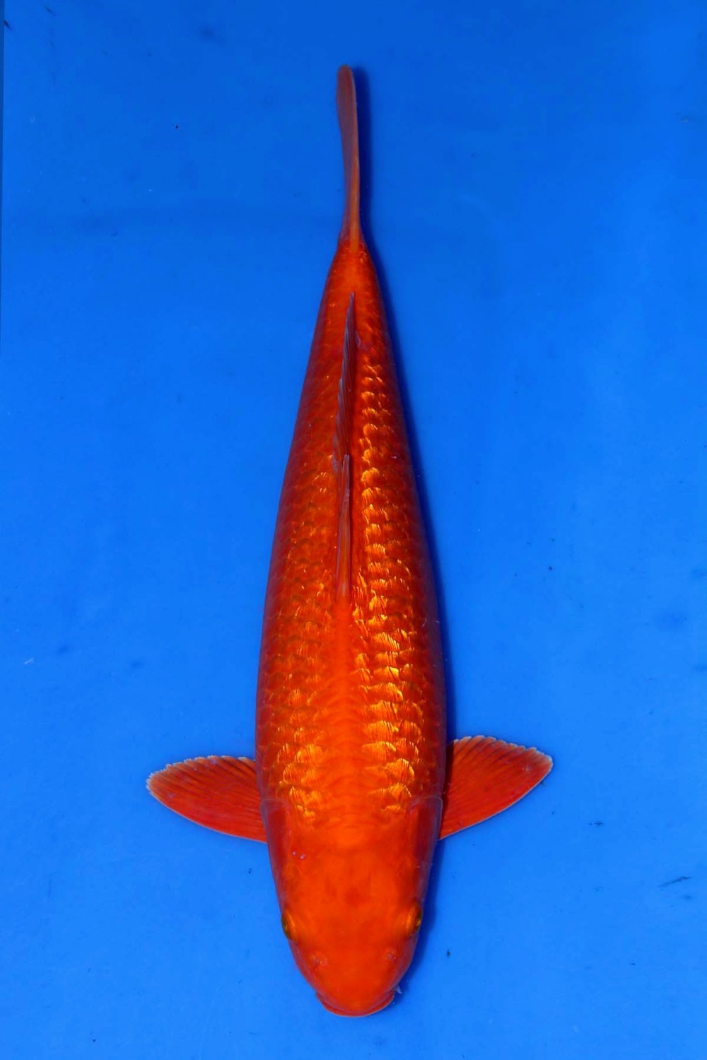 Best In Size E, 41 - 45 cm