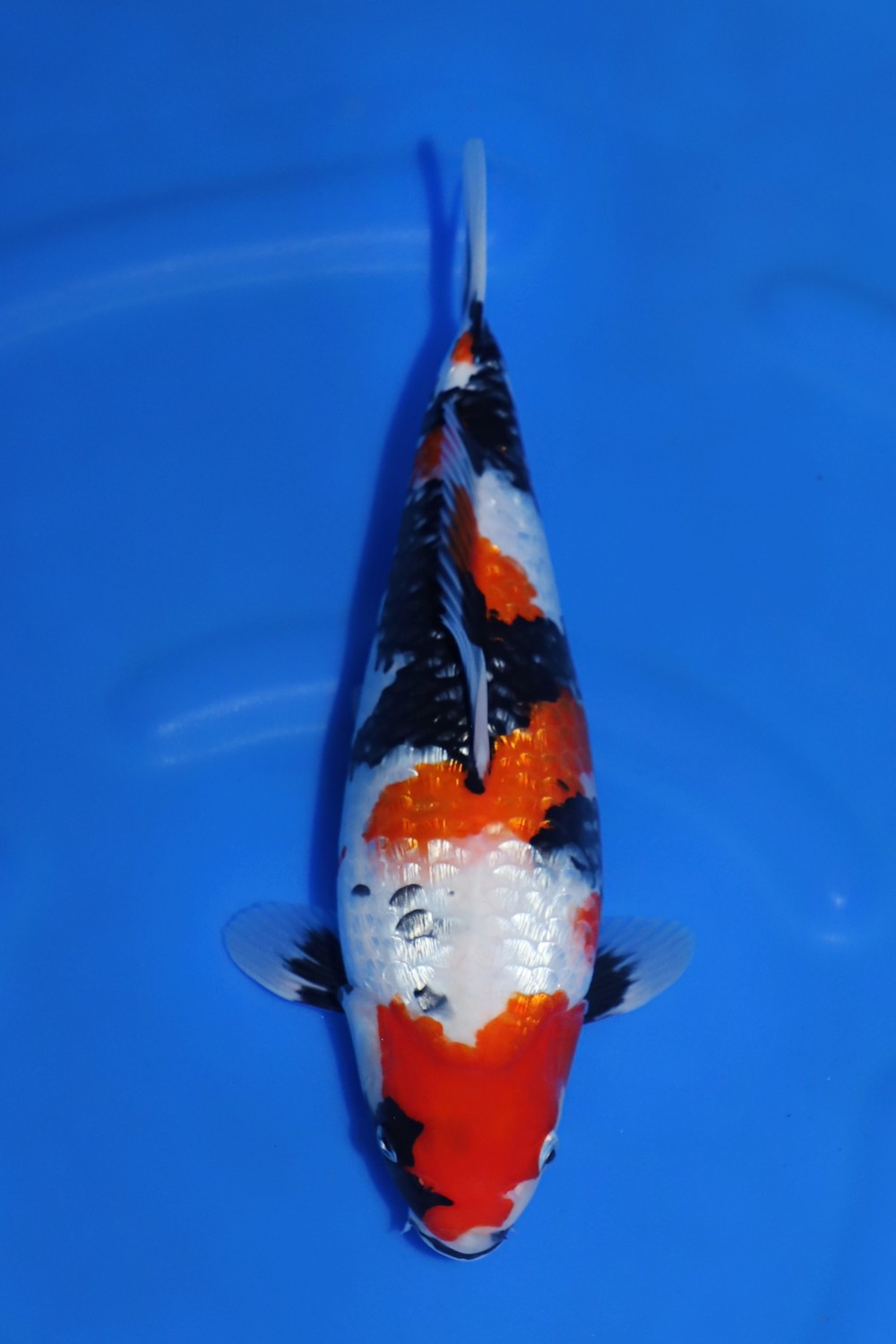 Juara 2