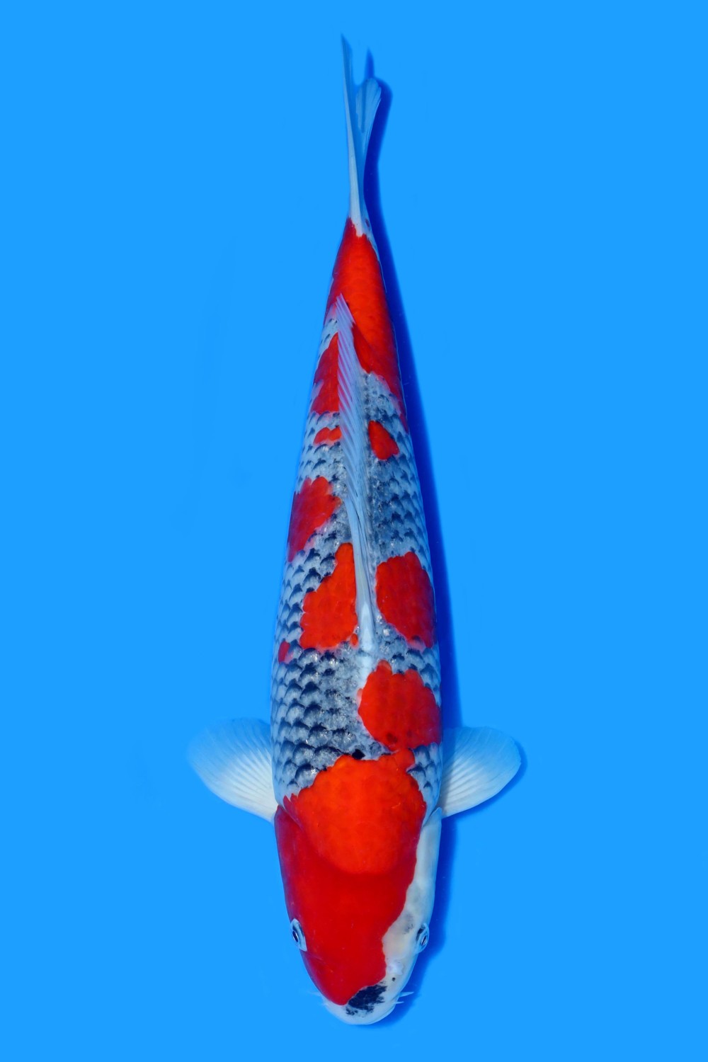 Best In Size B, 36 - 40 cm