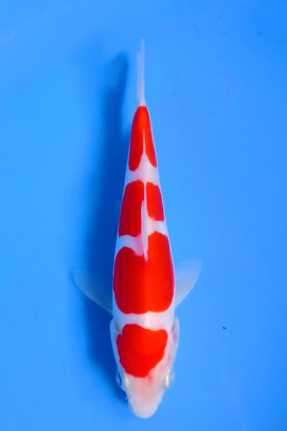 Juara 5