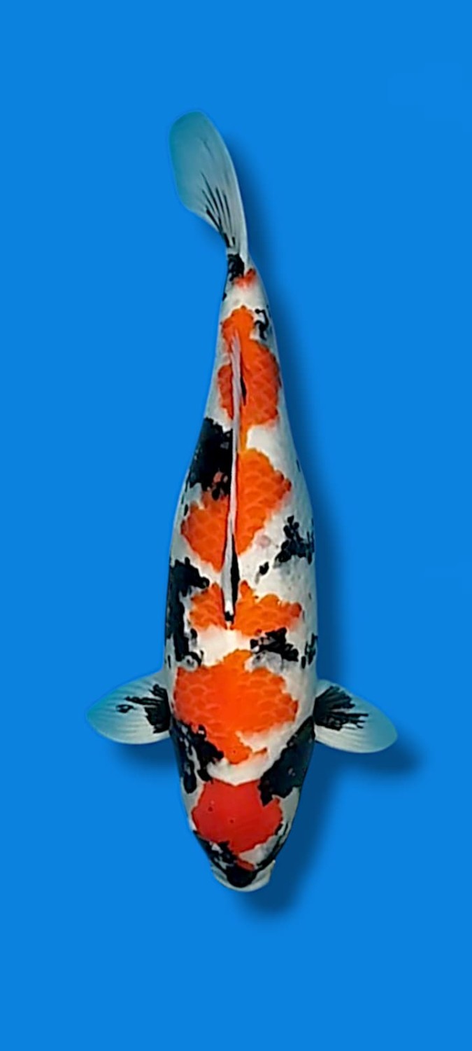Juara 4