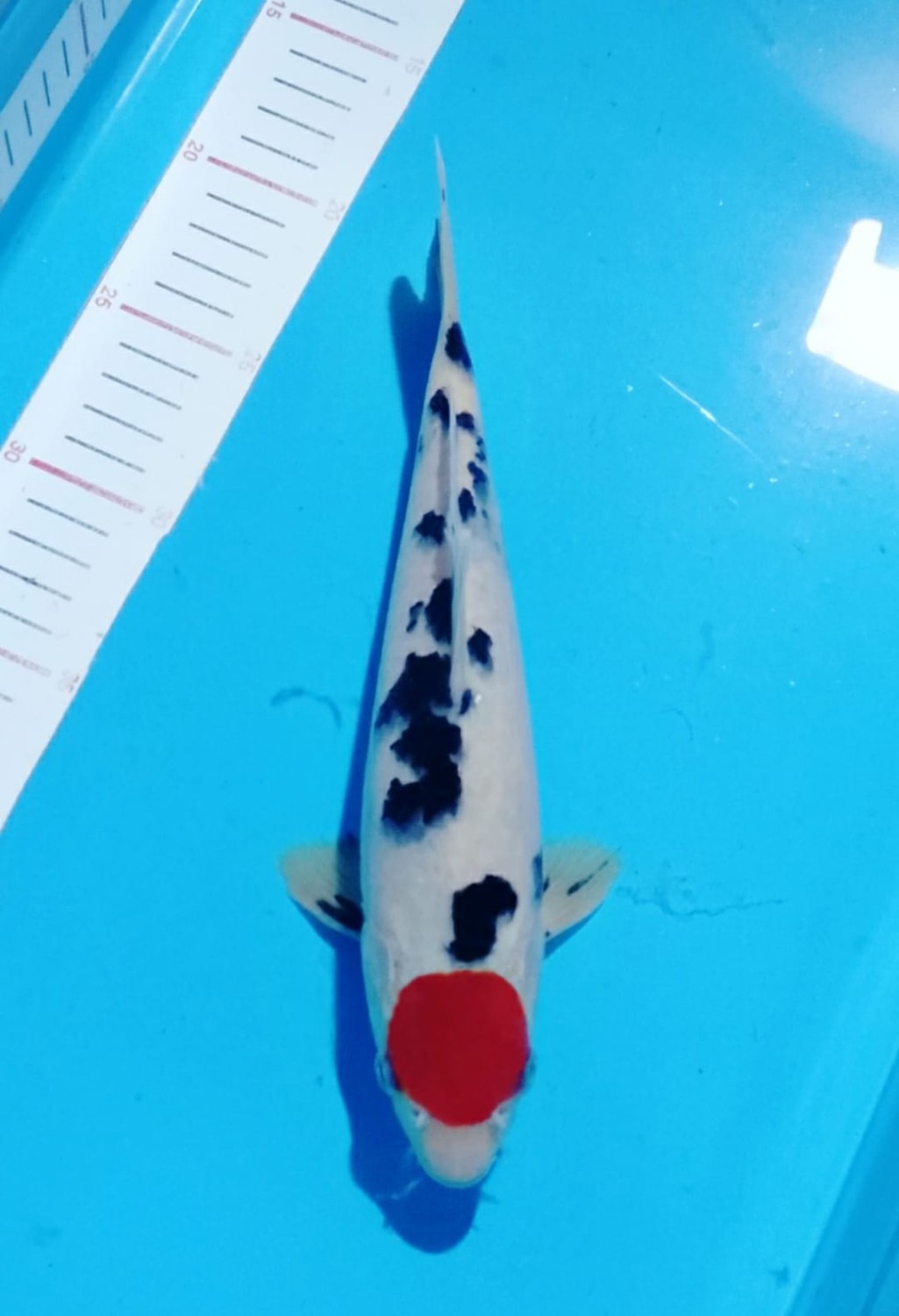 Juara 4