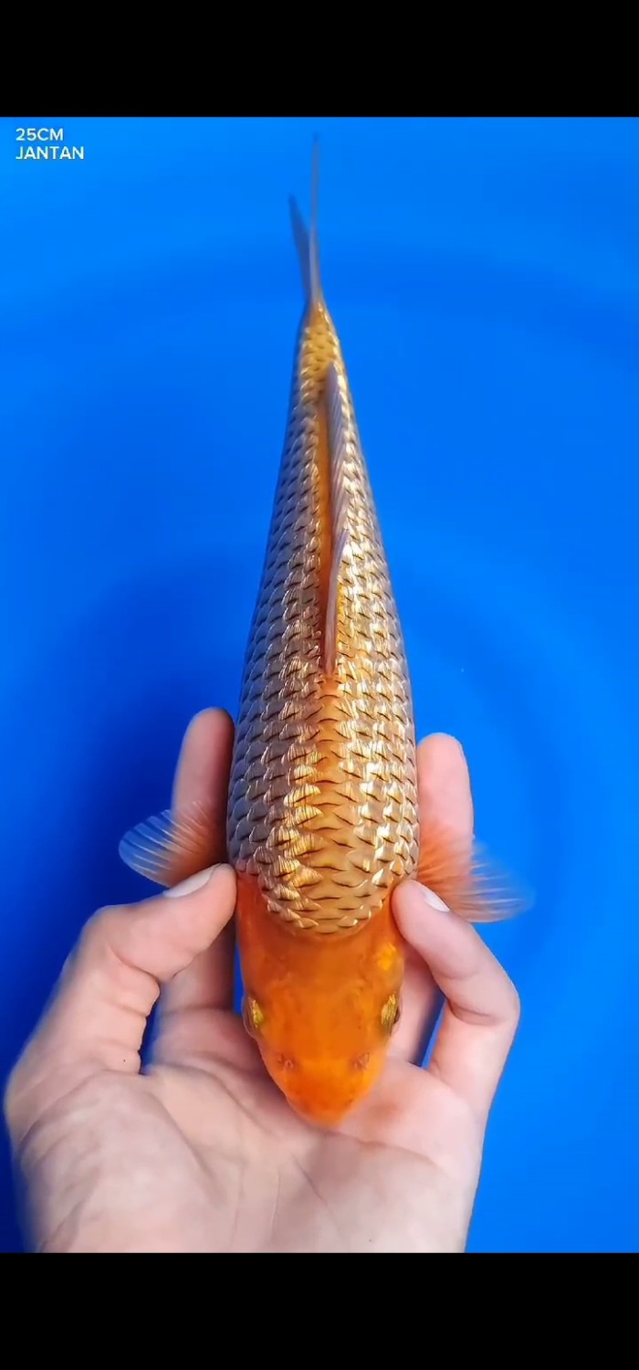 Juara 1