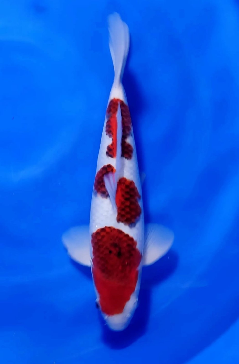 Juara 1