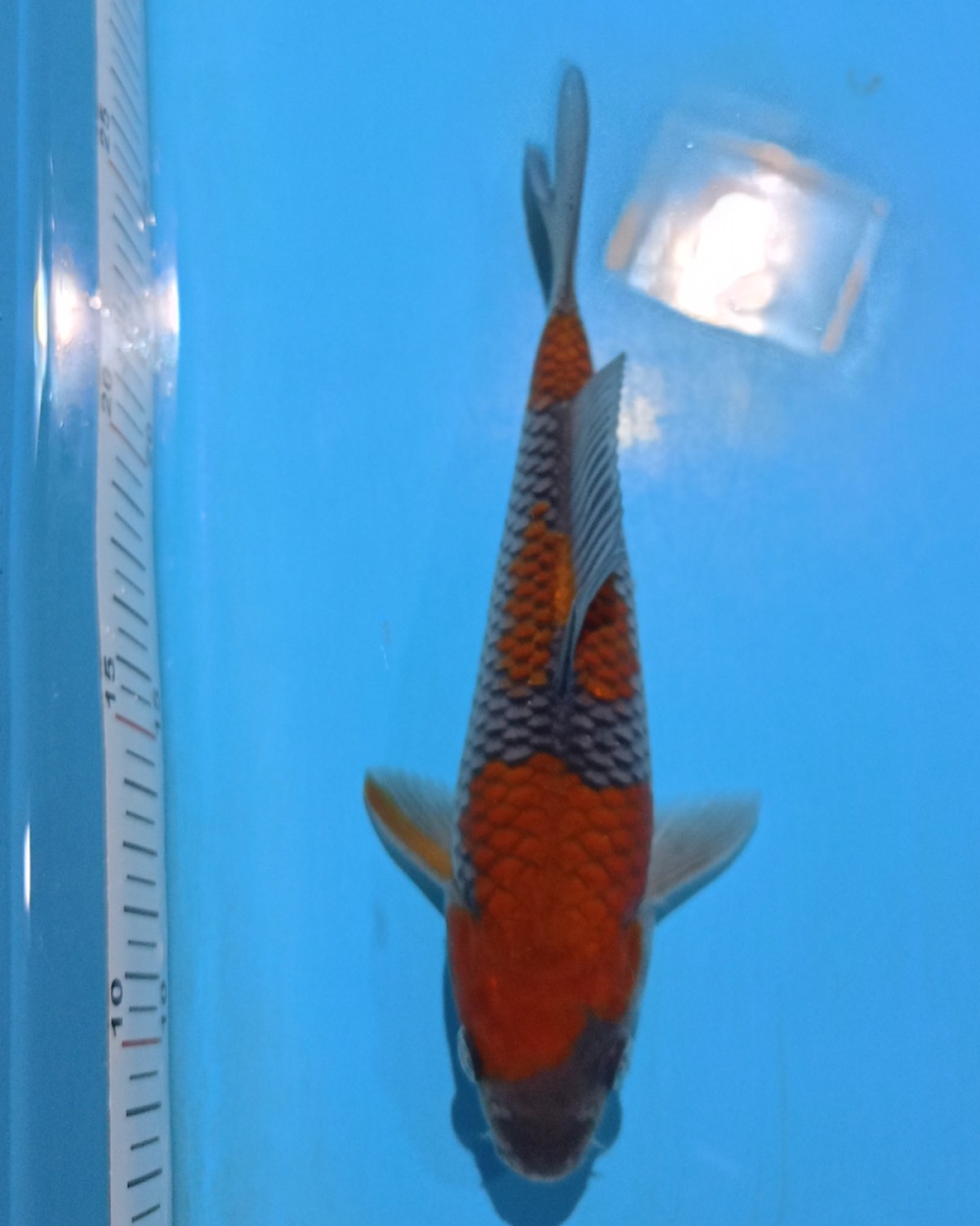 Juara 1