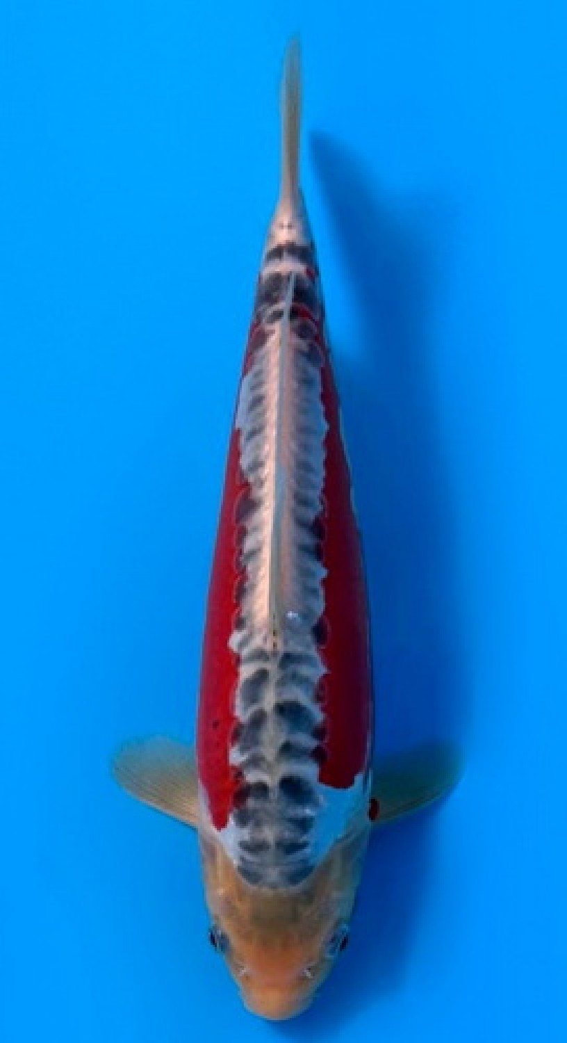 Juara 2