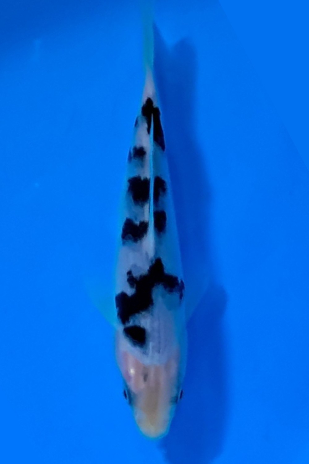 Juara 3