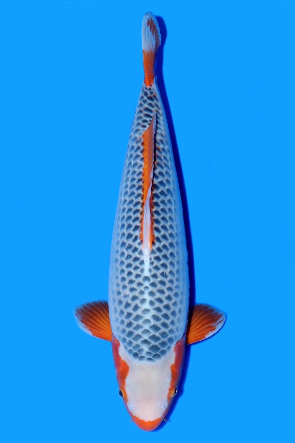 Juara 1