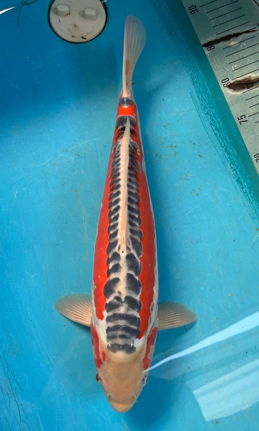 Best In Size D, 46 - 50 cm