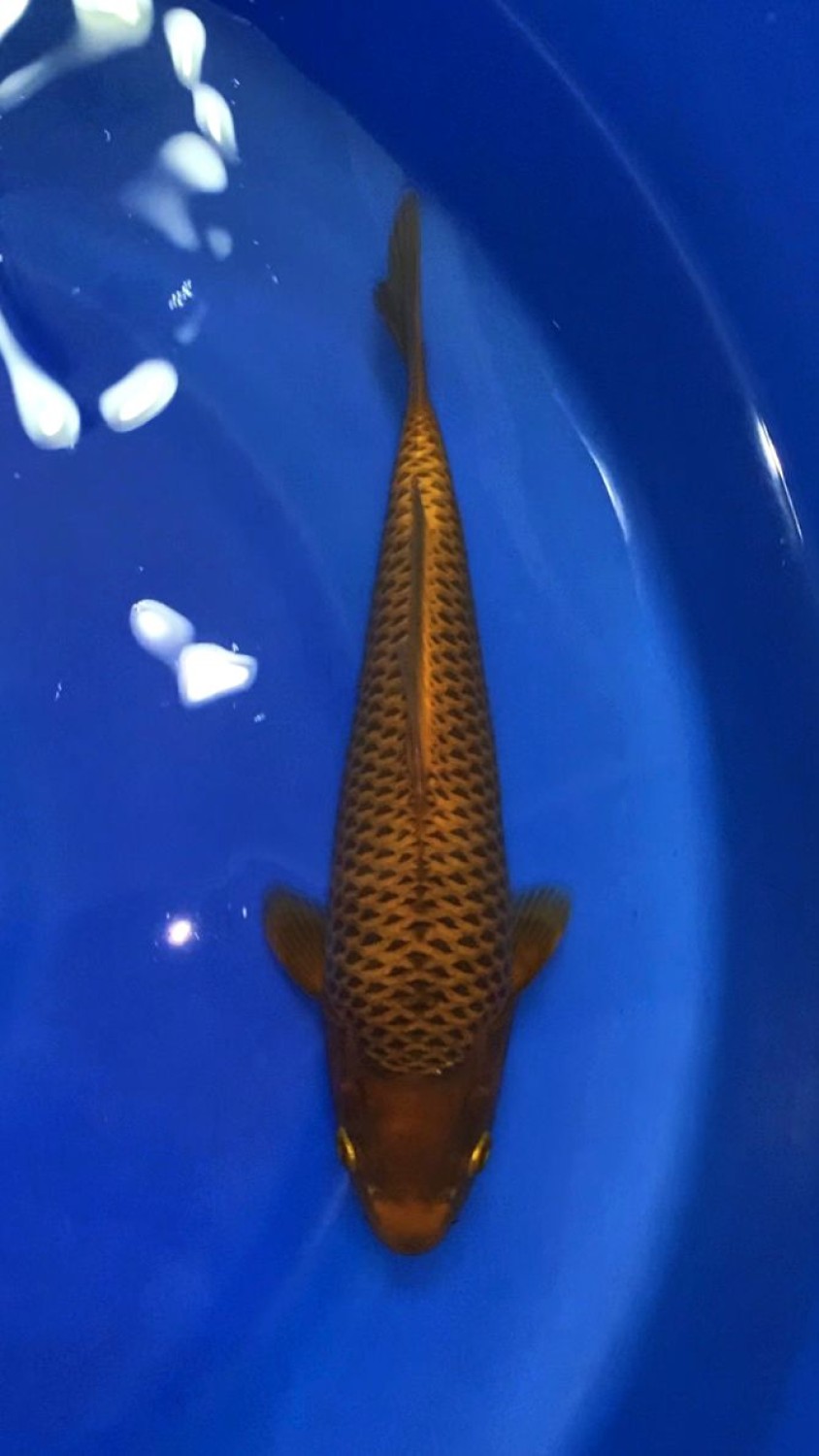 Juara 2