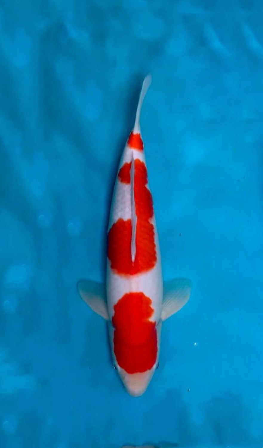 Juara 1