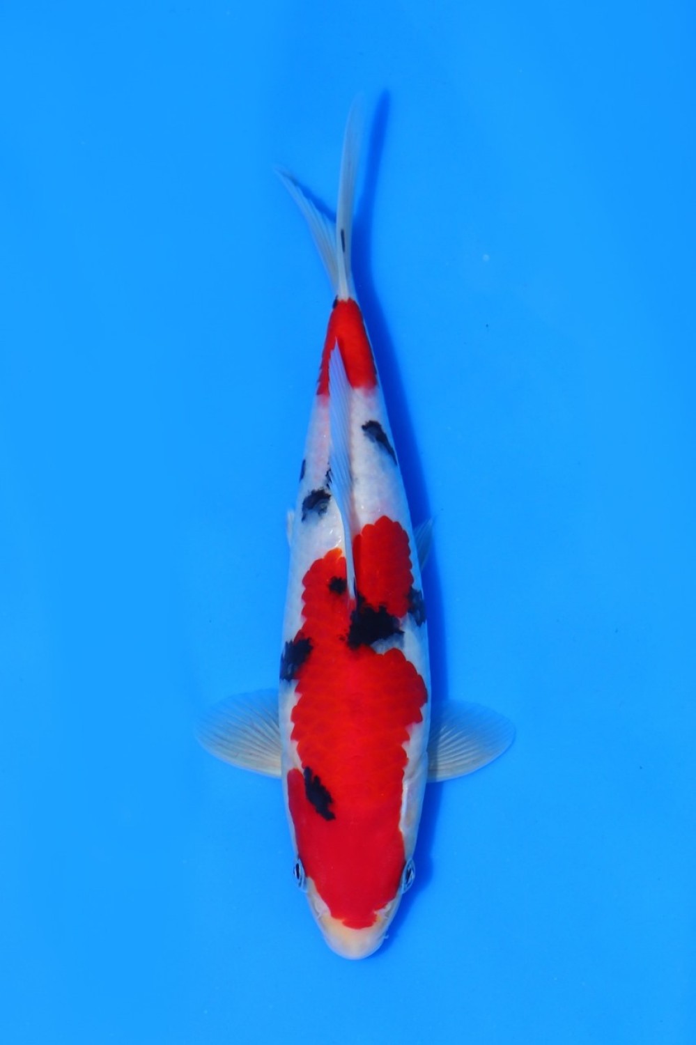 Juara 2