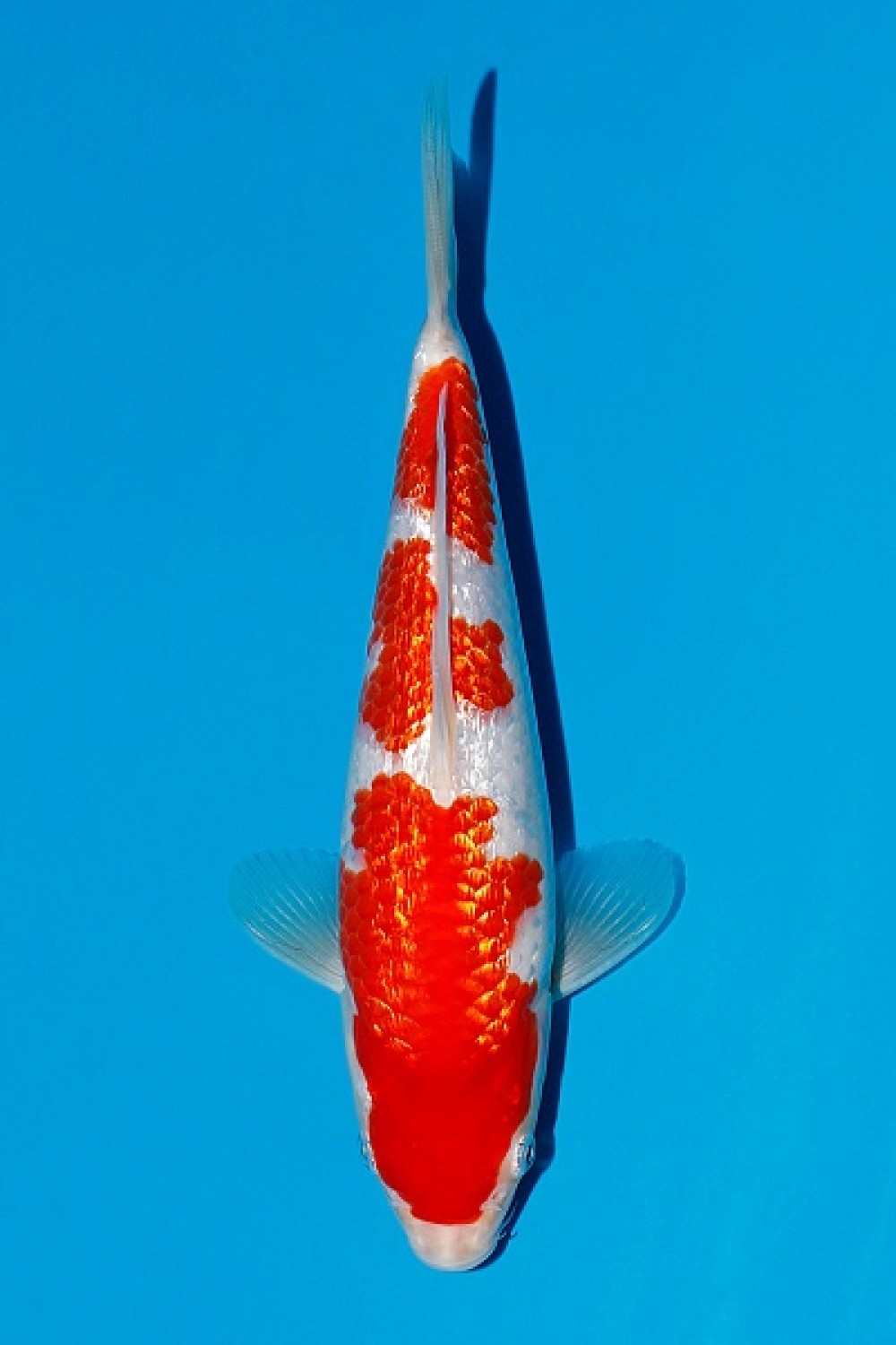 Juara 5