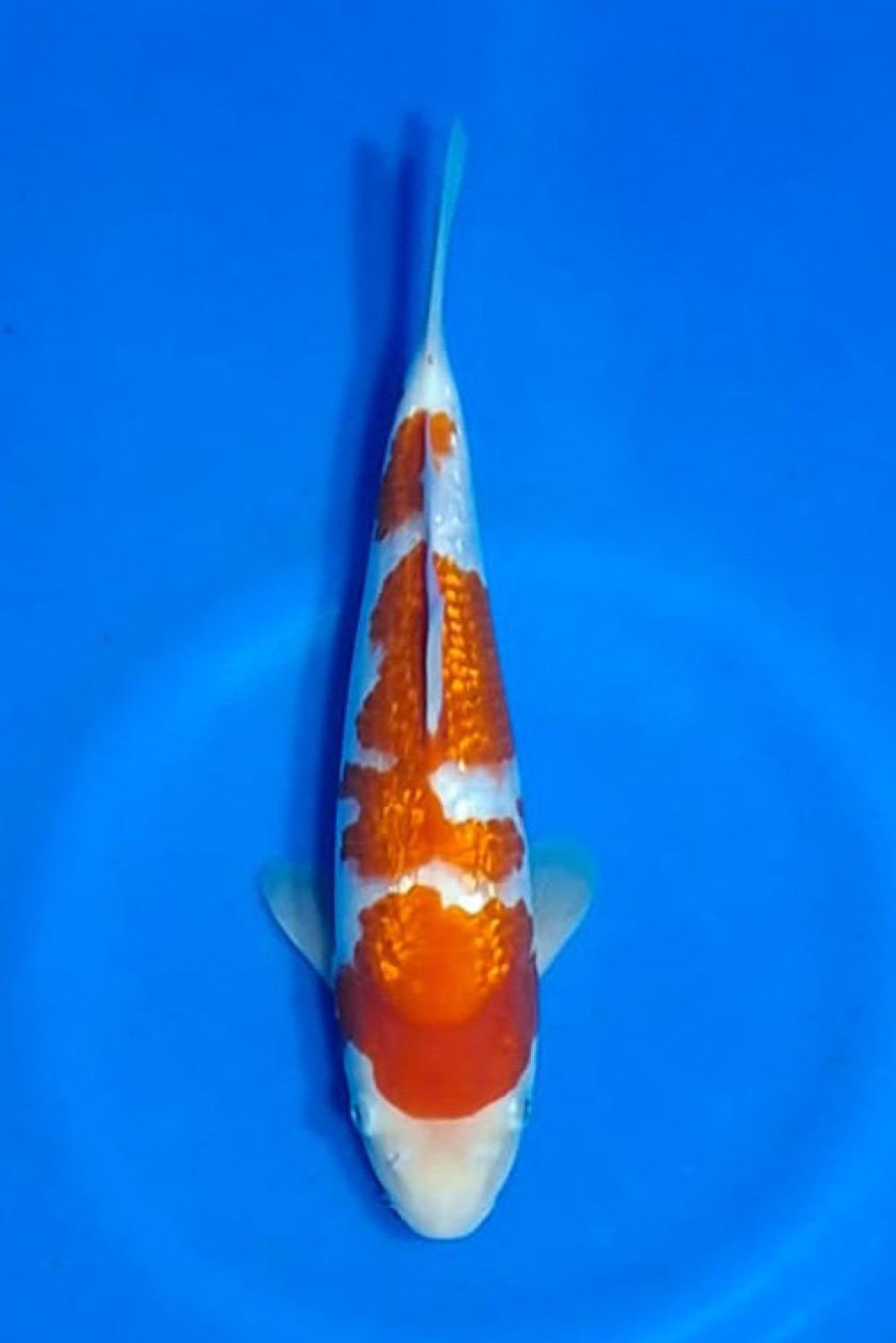Juara 2