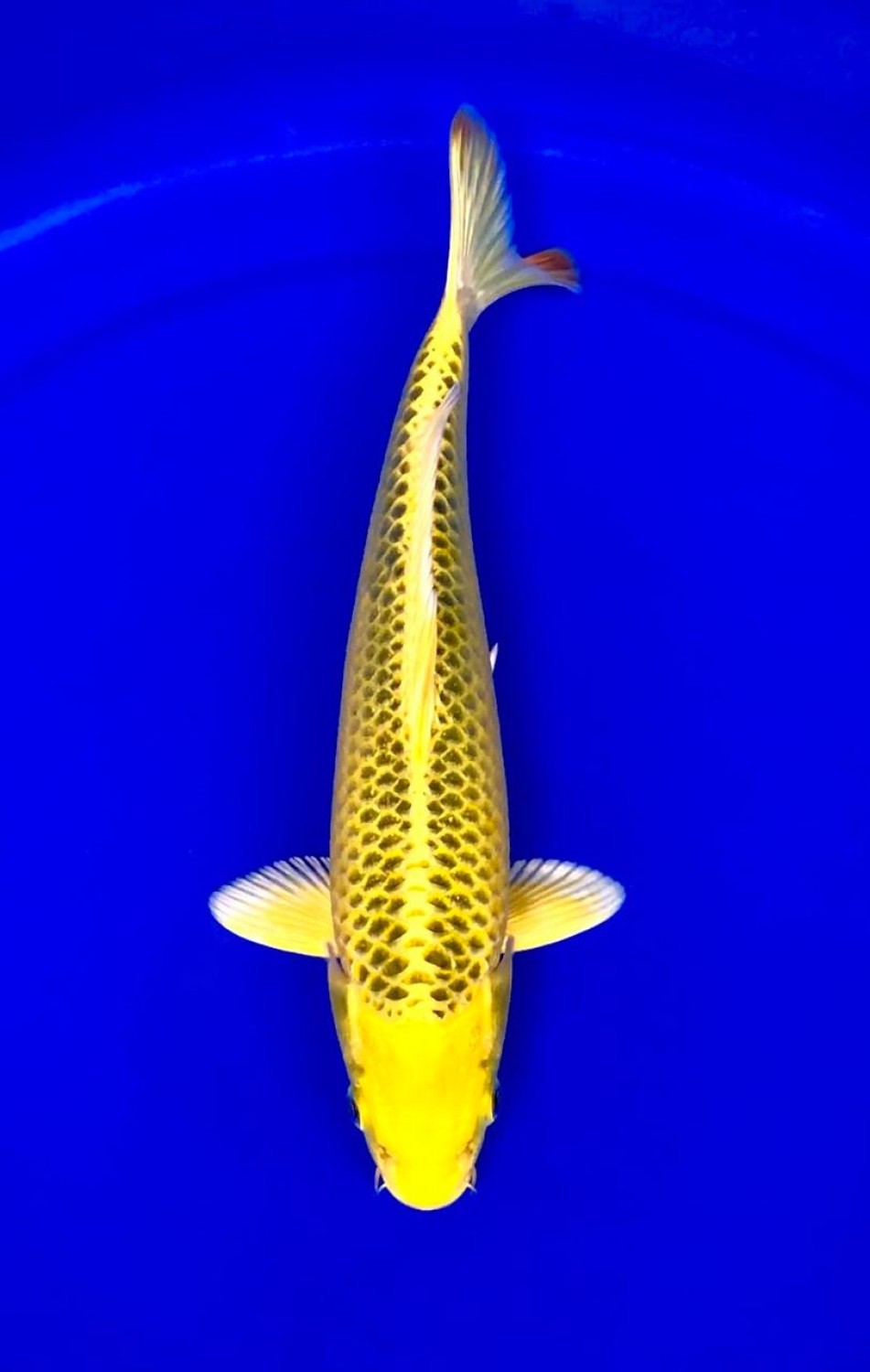 Juara 1