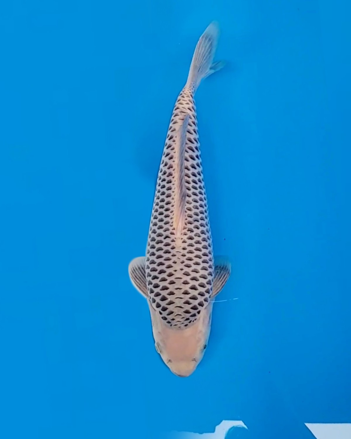 Juara 2