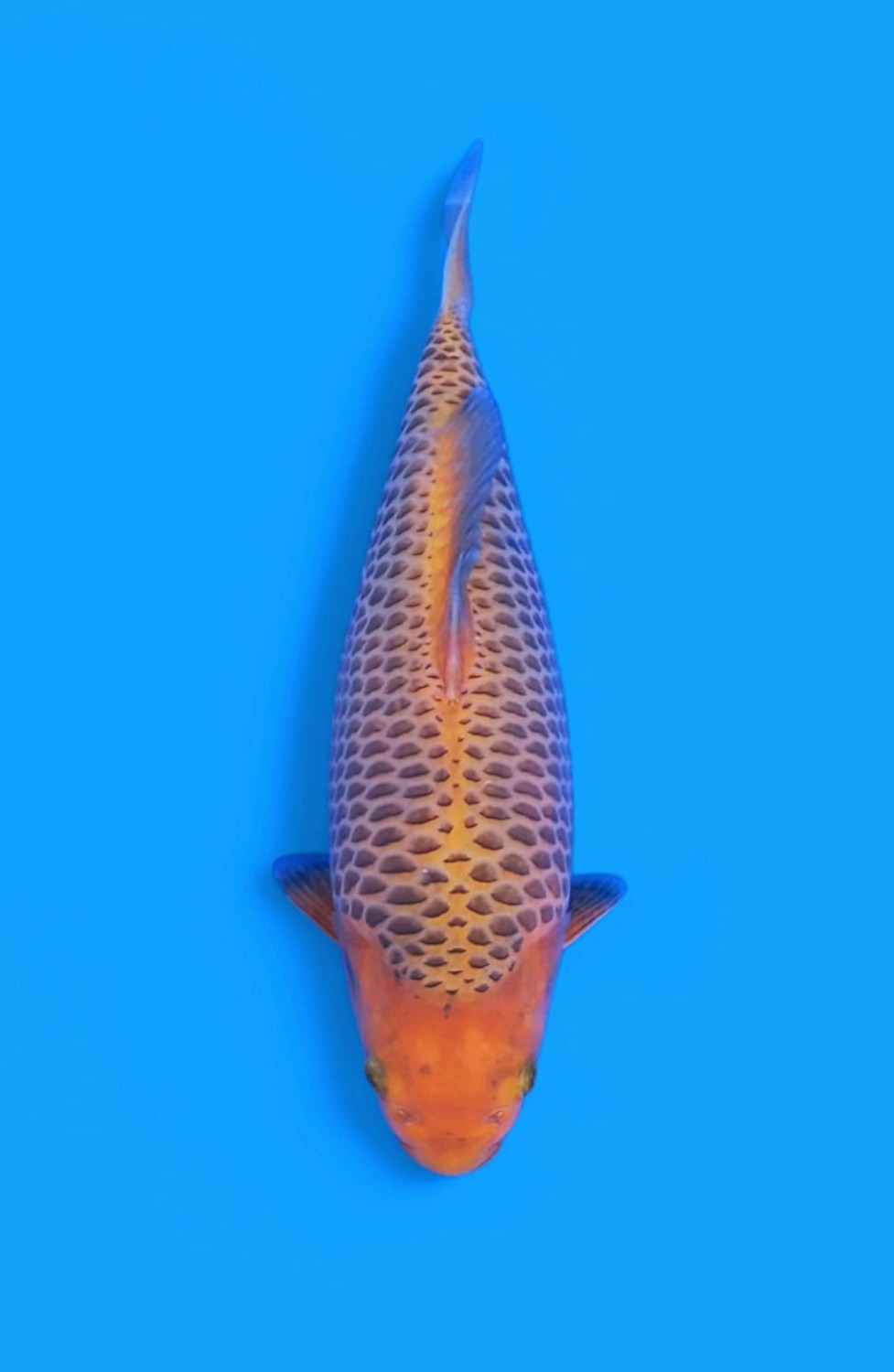 Juara 1