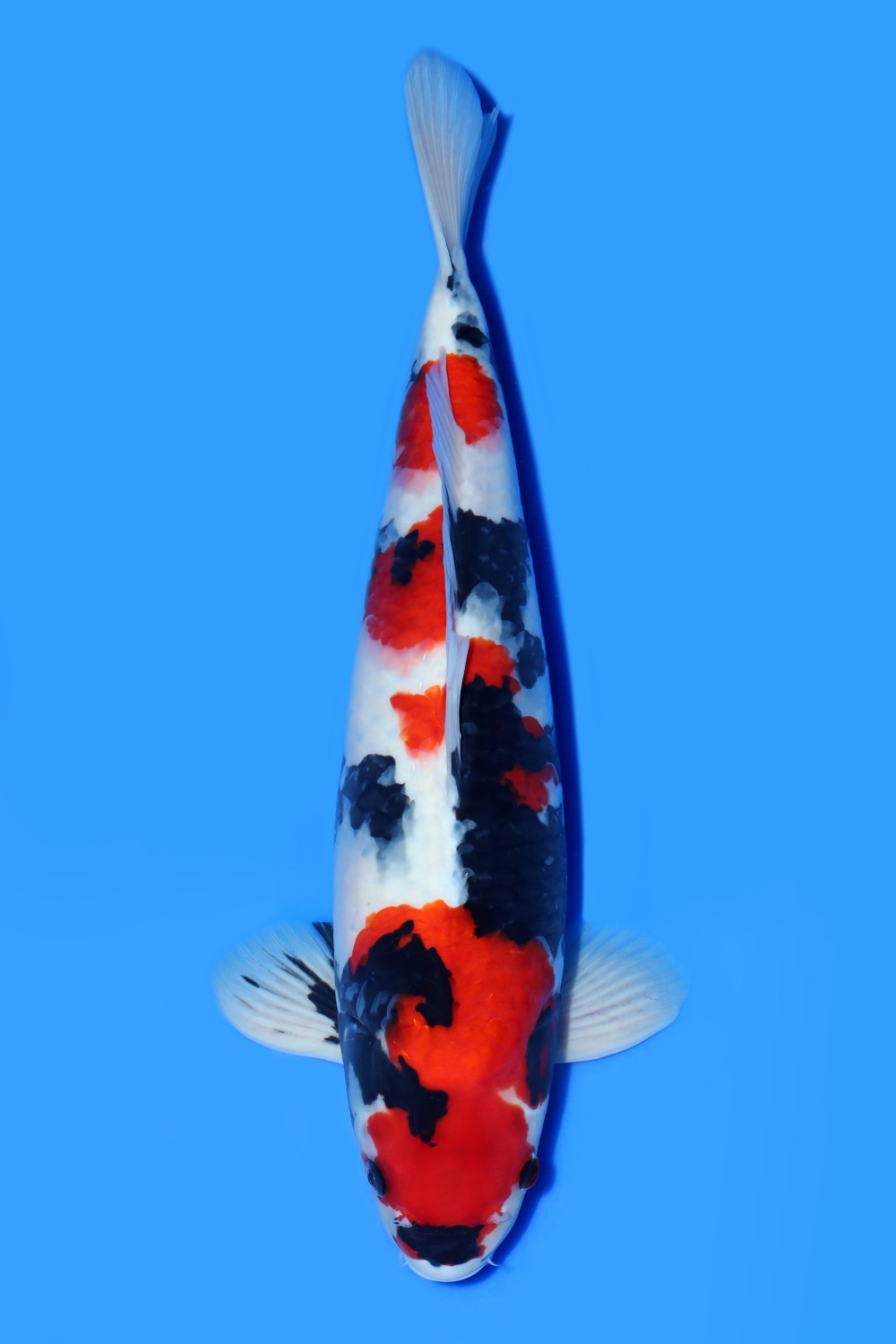 Juara 1