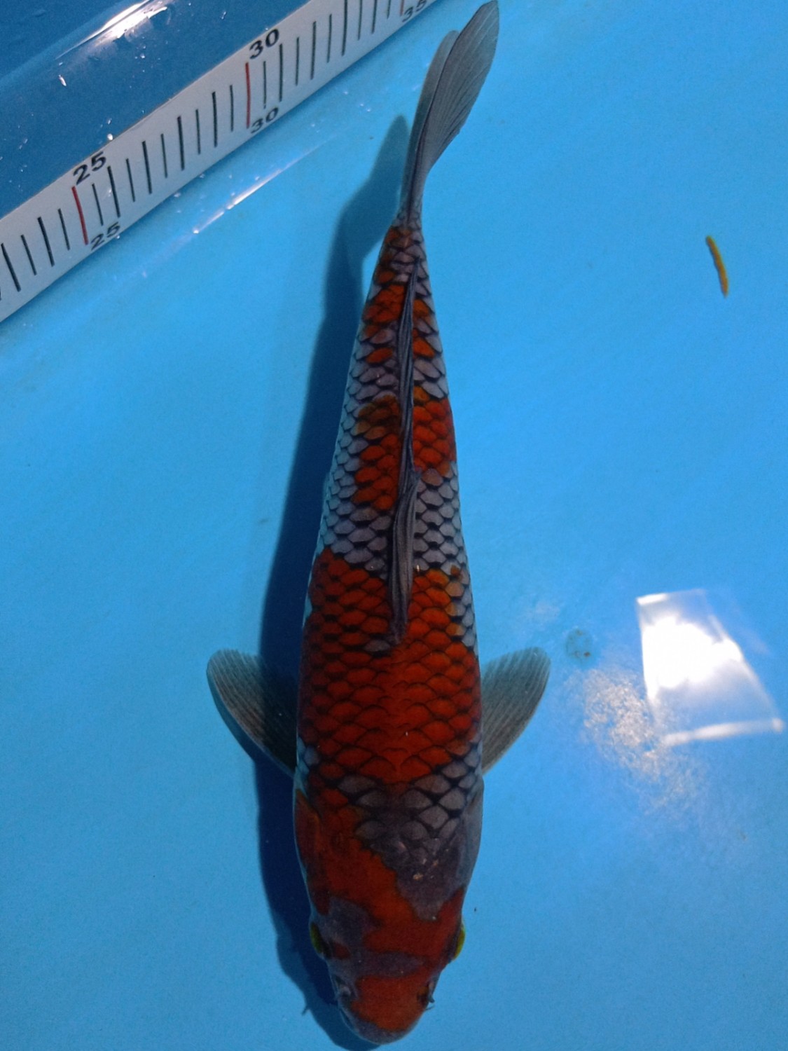 Juara 1