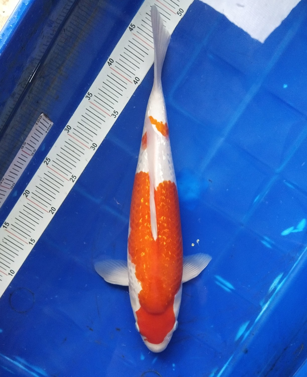 Juara 5