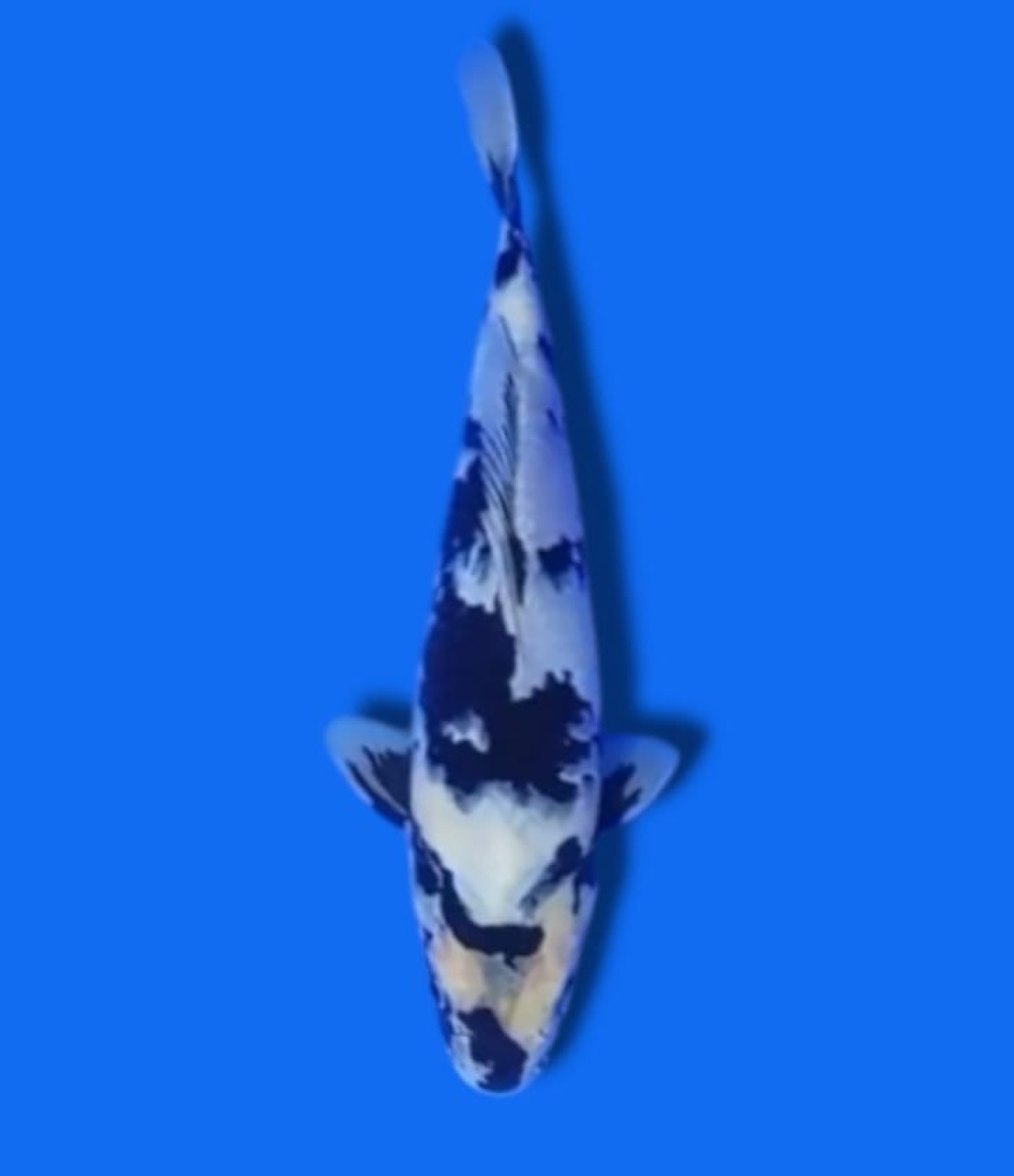 Juara 3