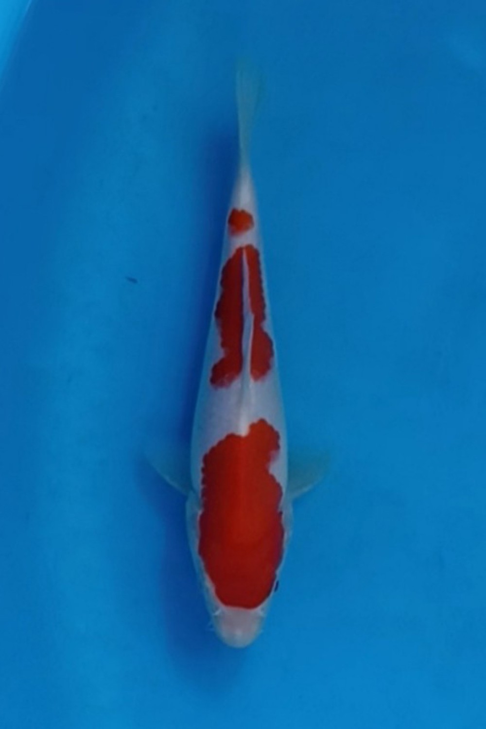 Best In Size A, 16 - 20 cm