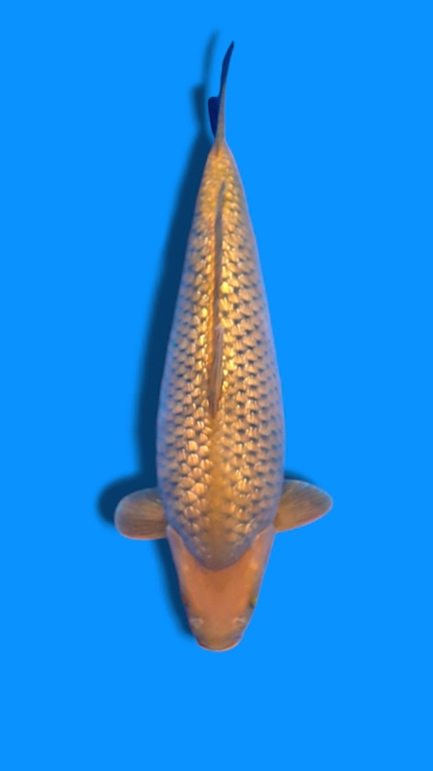Juara 1