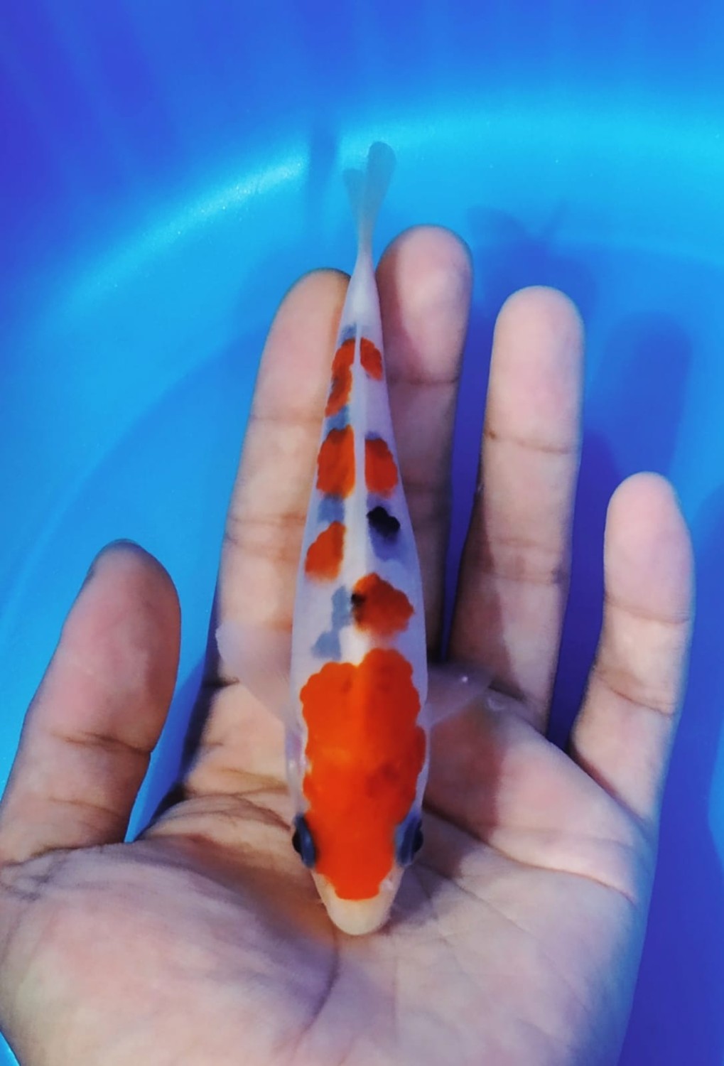 Juara 4