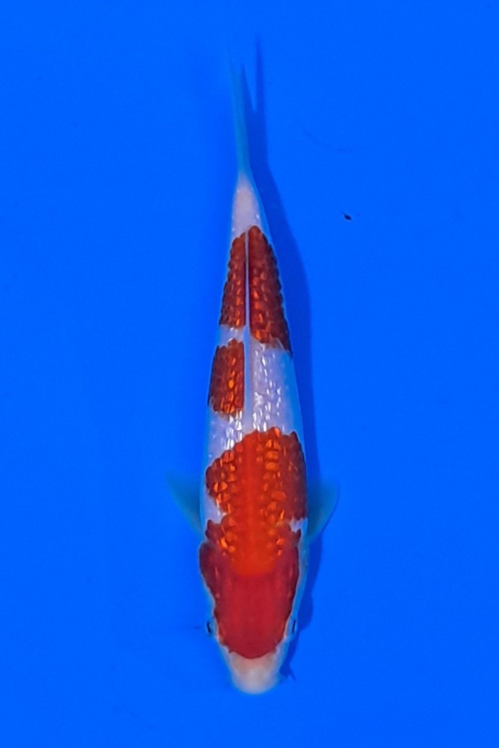 Juara 5