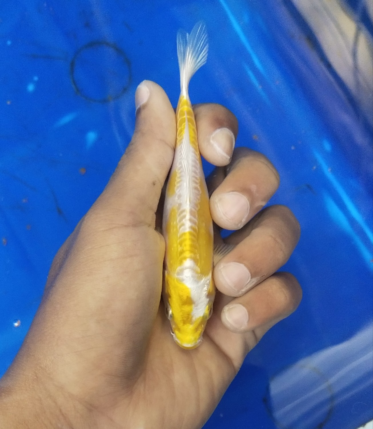 Juara 2