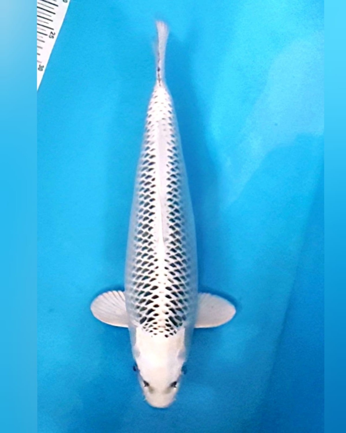 Juara 1