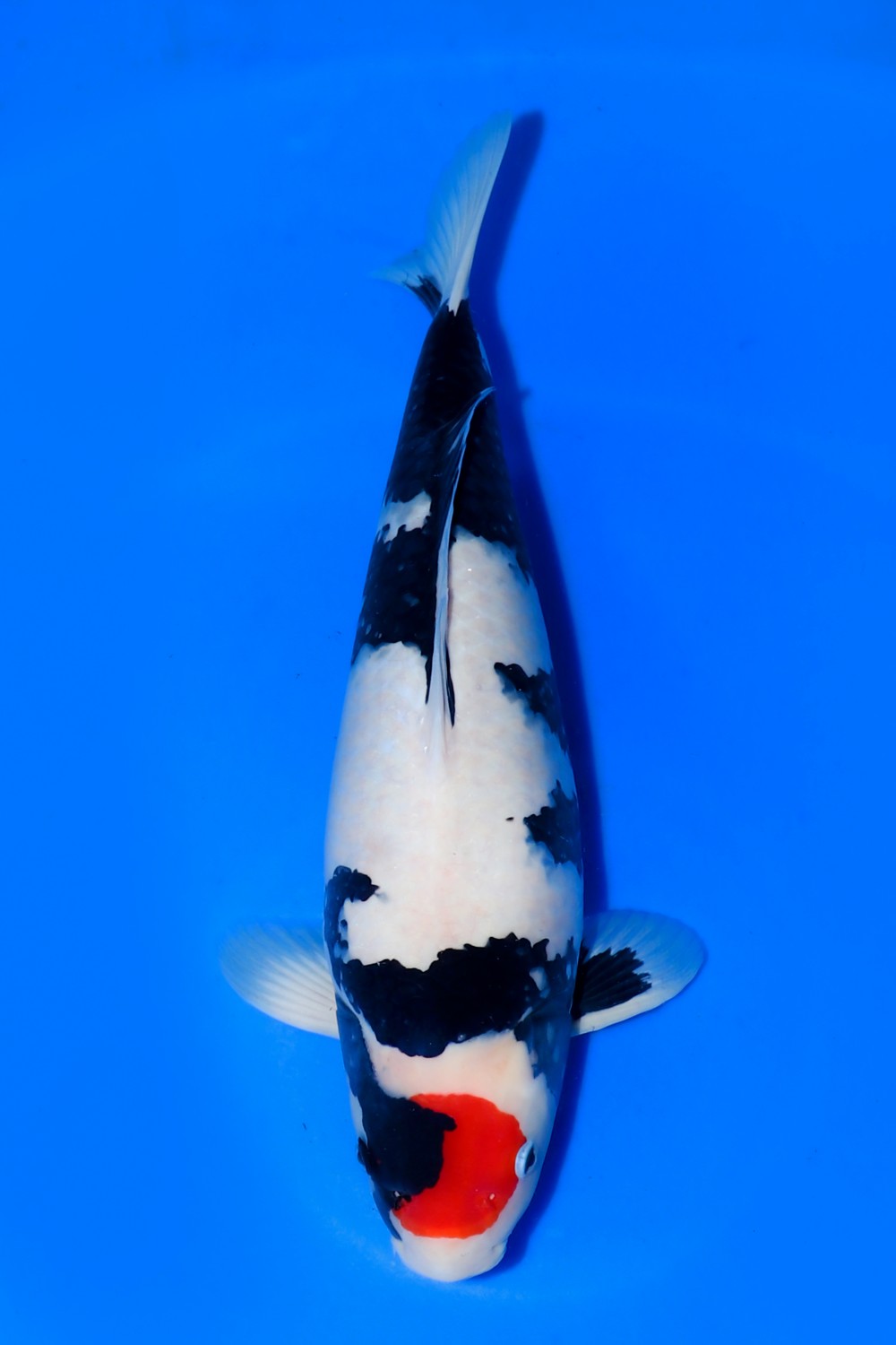 Juara 1