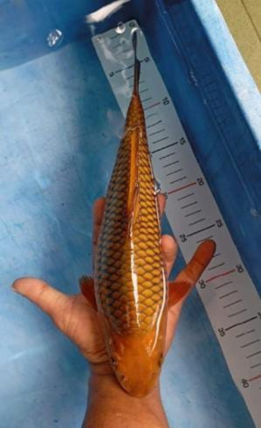 Juara 1