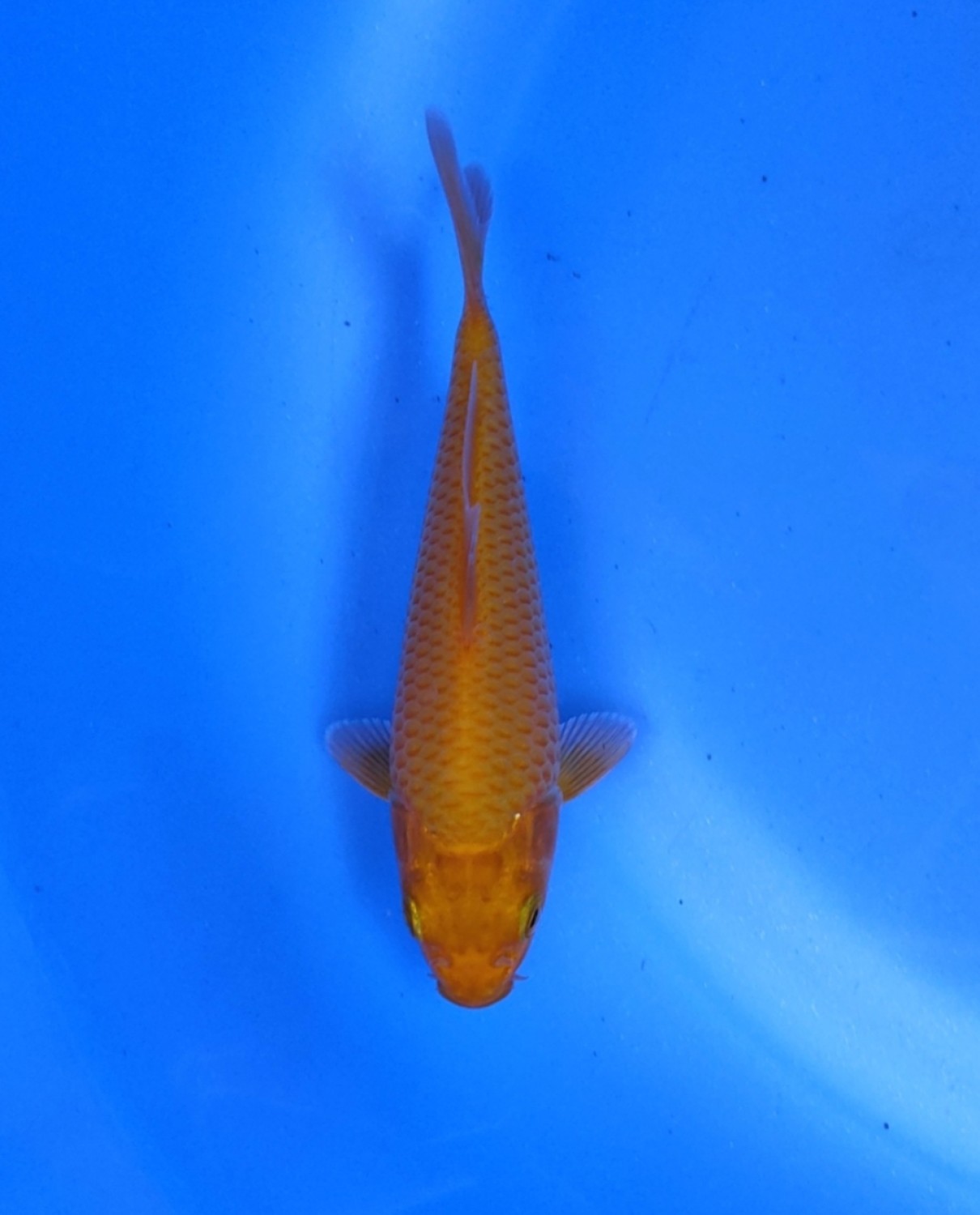 Juara 2