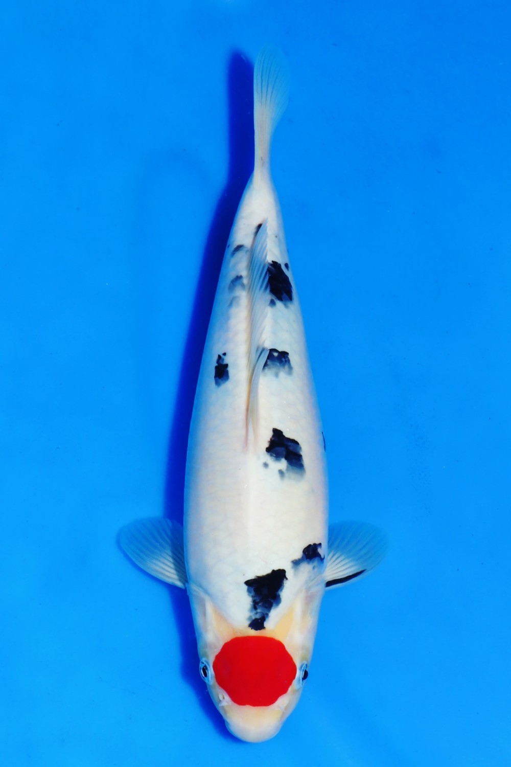Juara 2