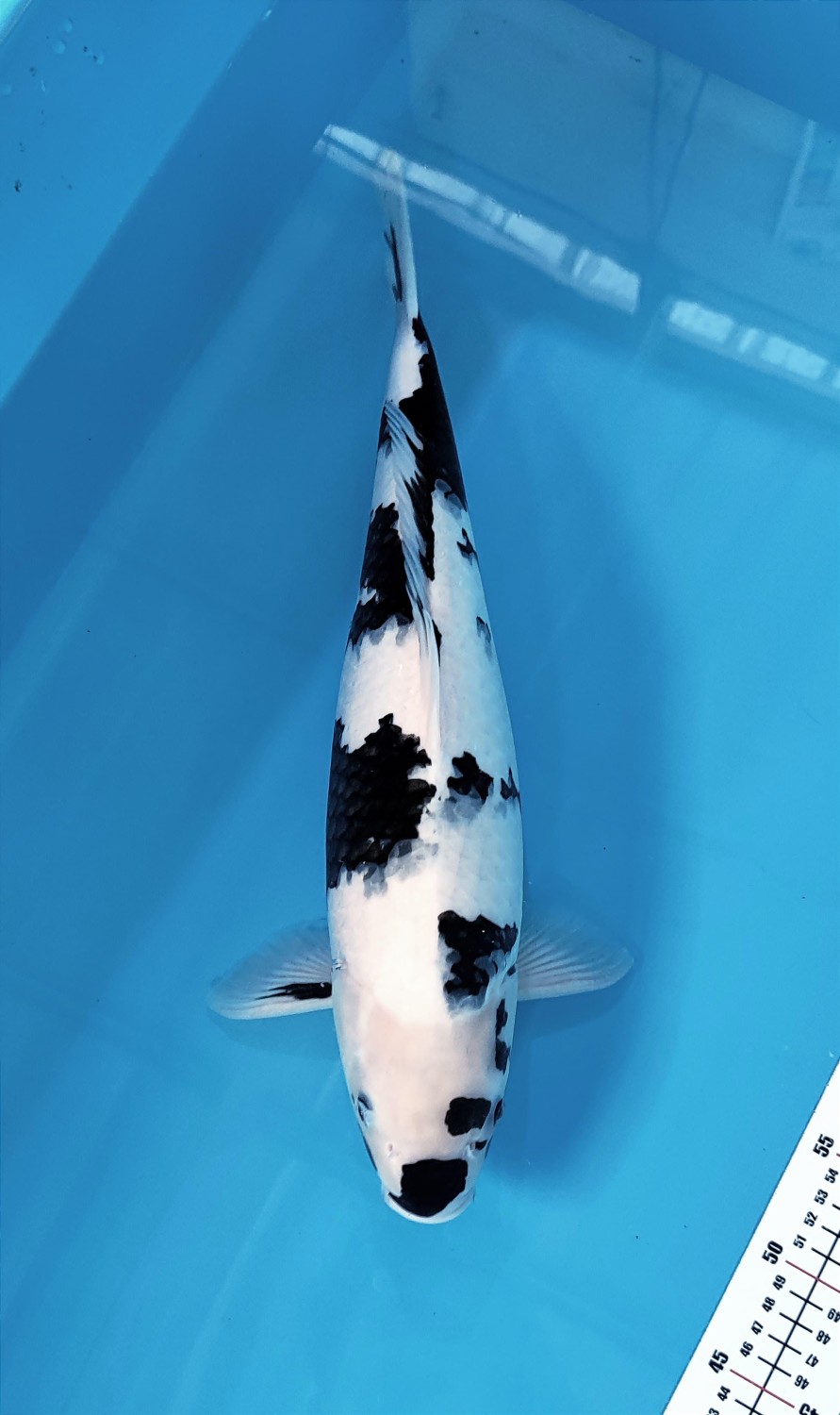 Best In Size B, 41 - 45 cm