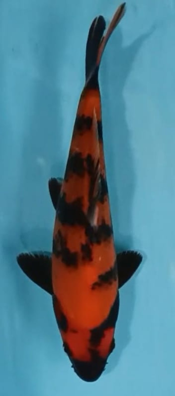 Juara 4