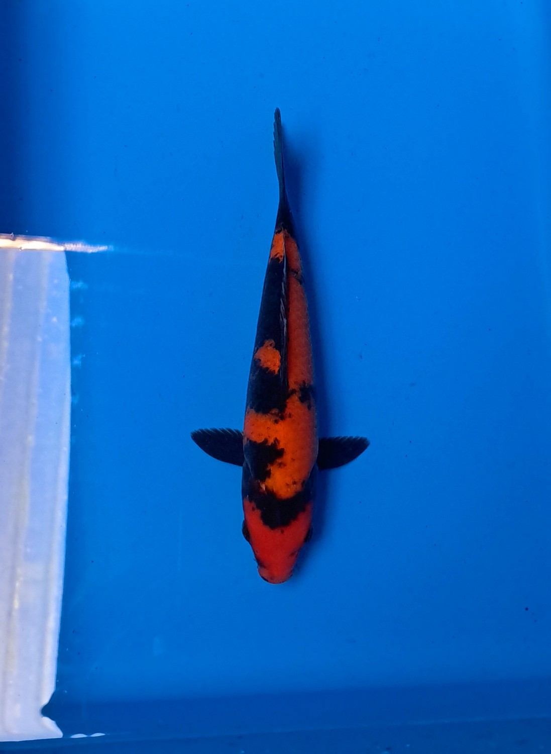 Best In Size D, 16 - 20 cm