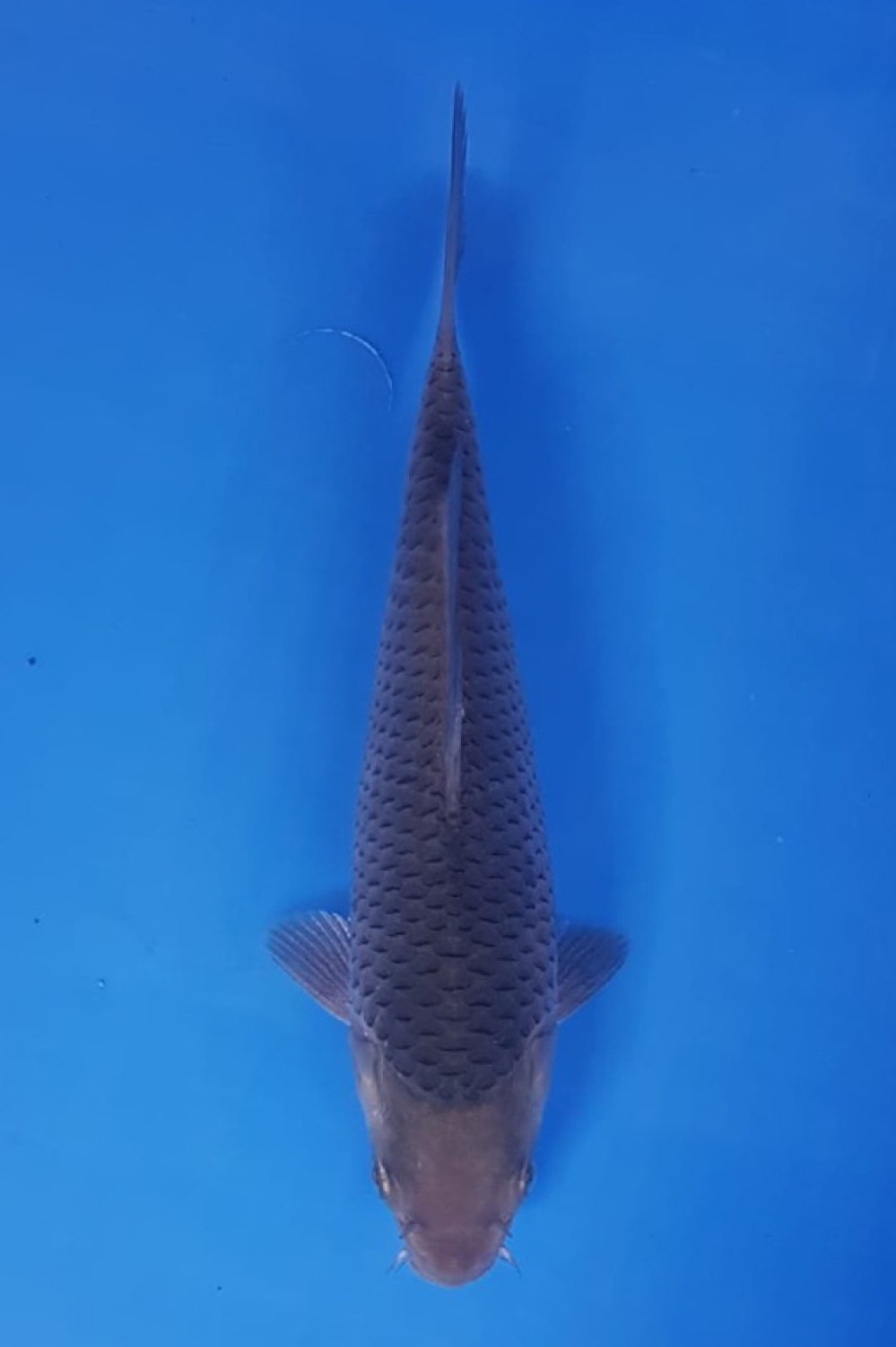 Juara 1