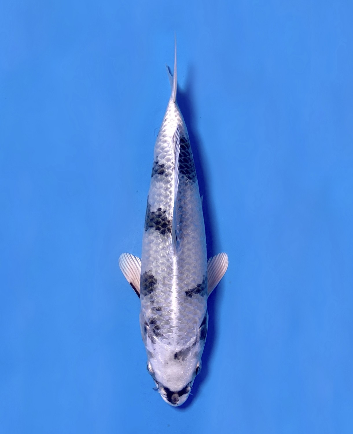 Best In Size D, 26 - 30 cm