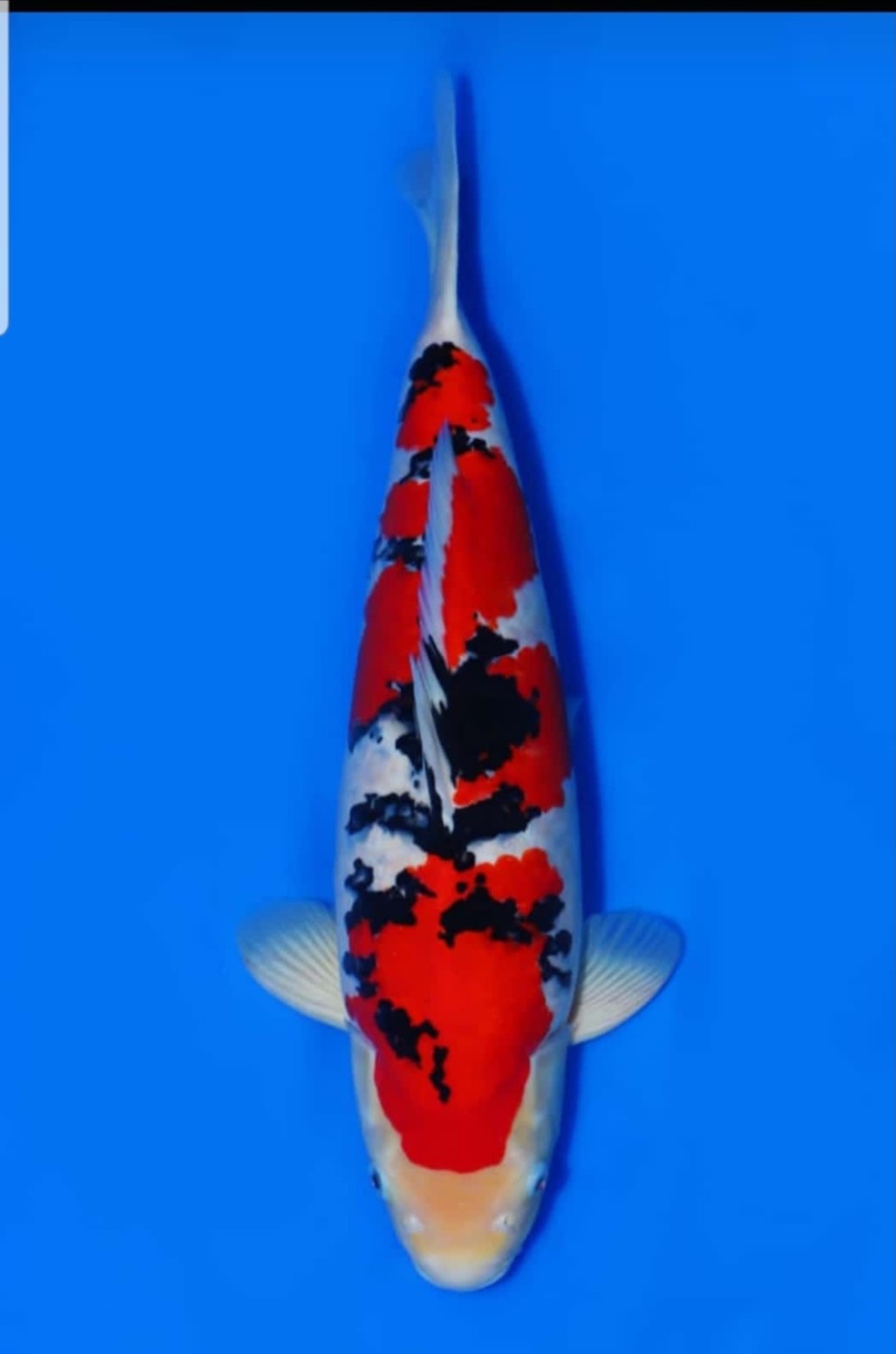 Juara 1
