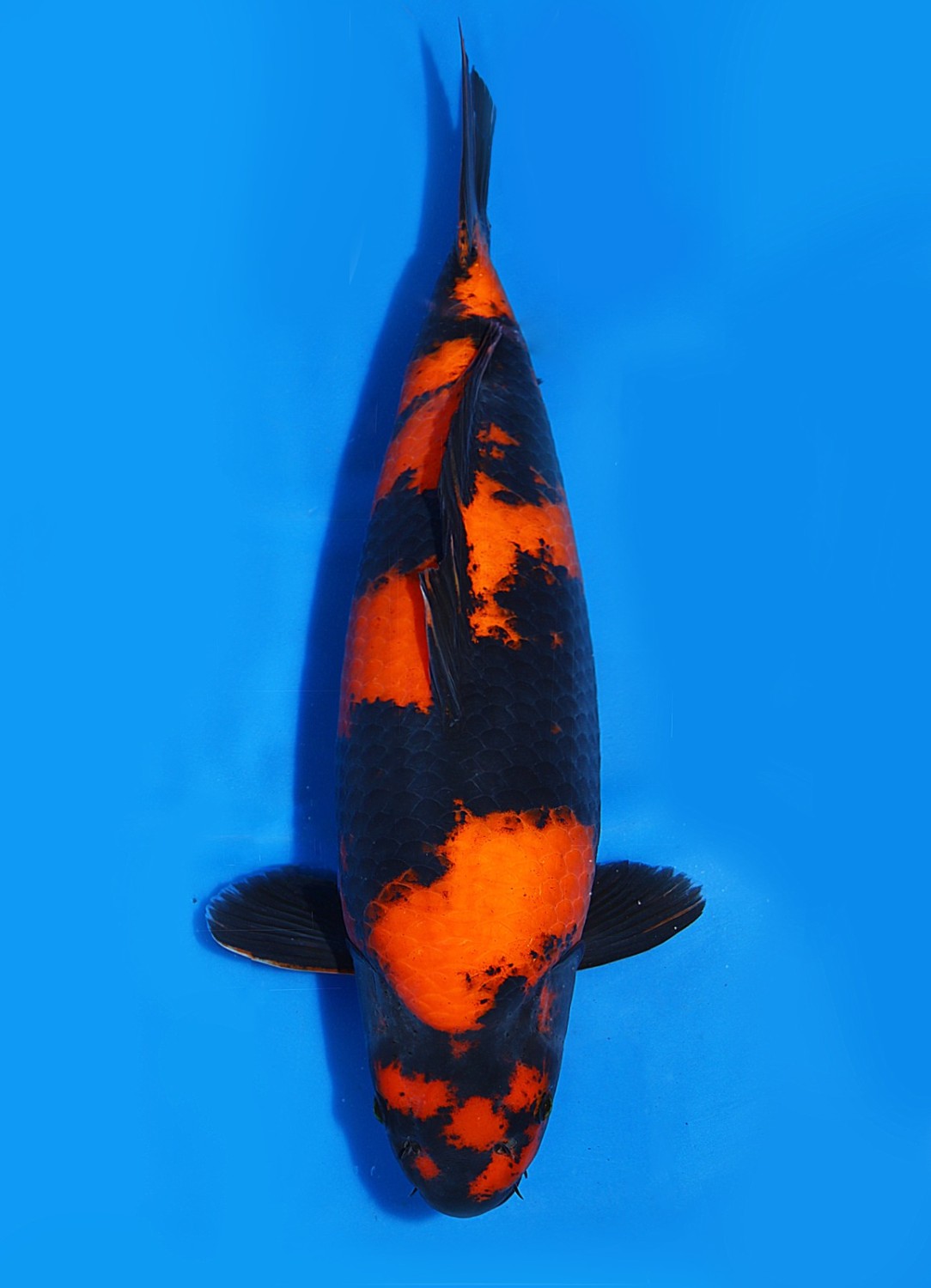 Juara 1