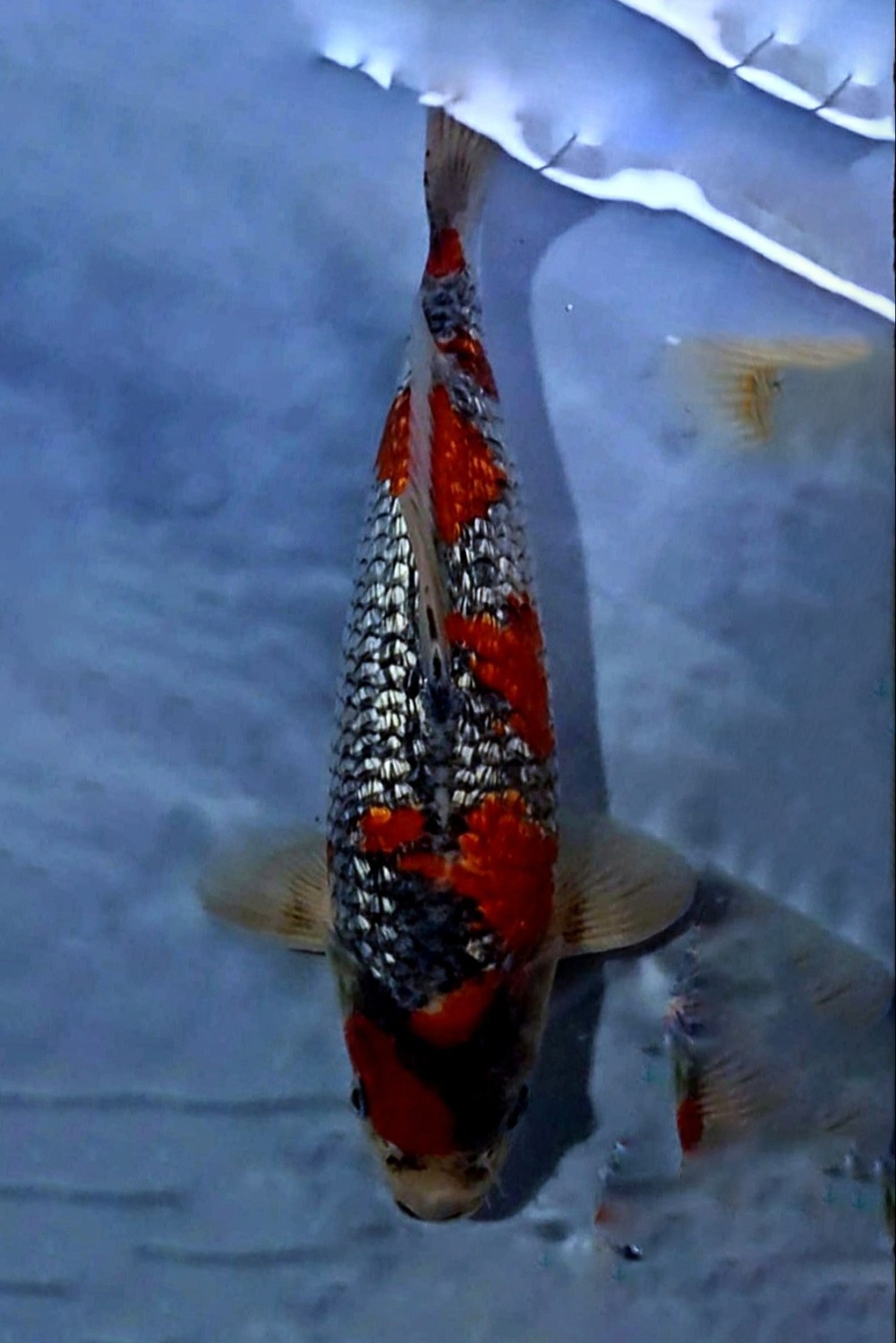 Juara 2