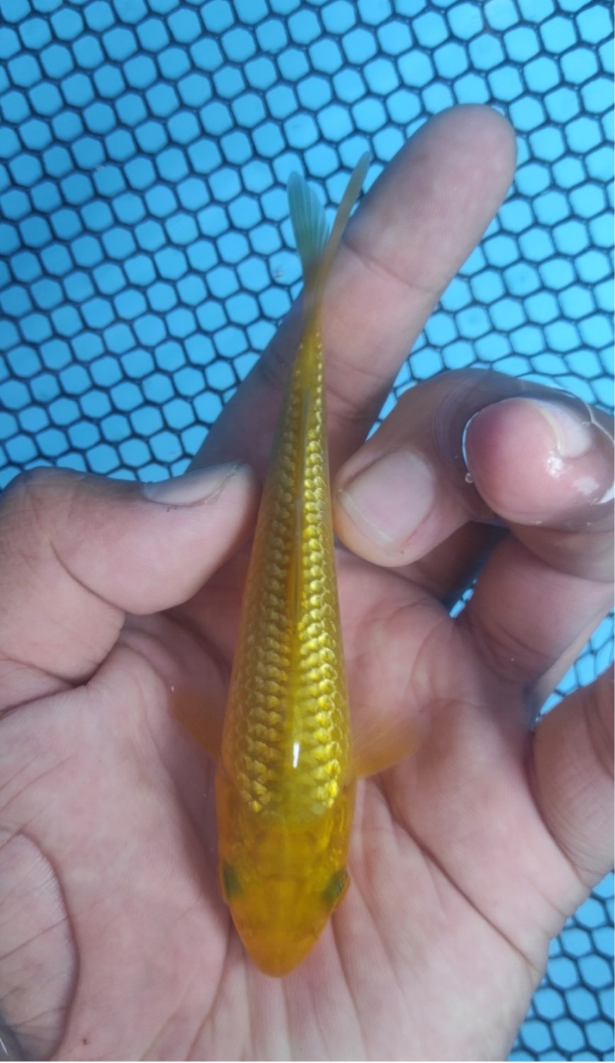 Juara 5