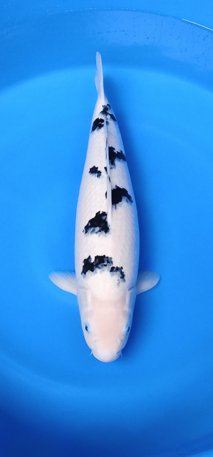 Juara 2