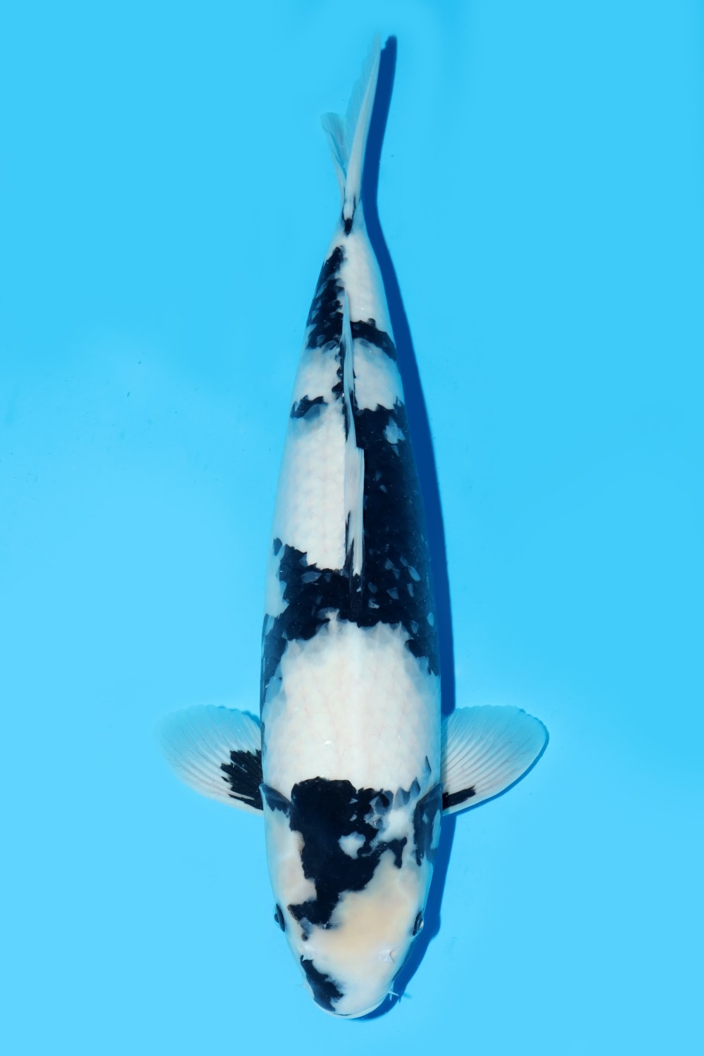 Juara 1