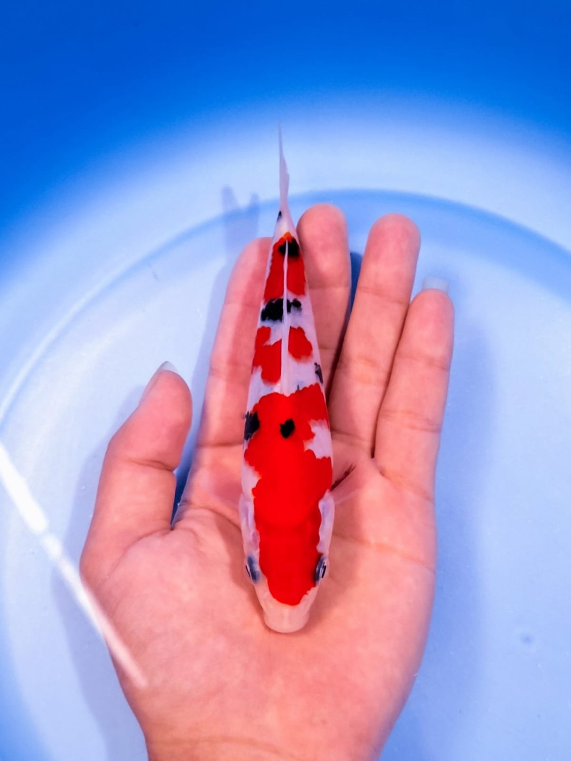Best In Size F, 13 - 15 cm