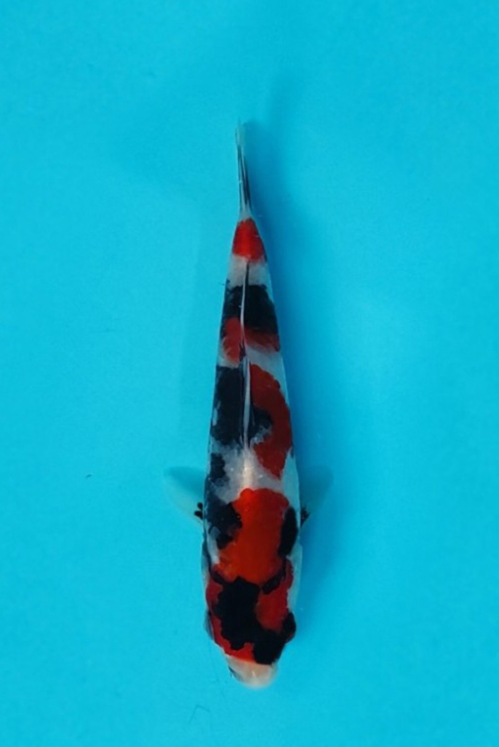 Juara 2