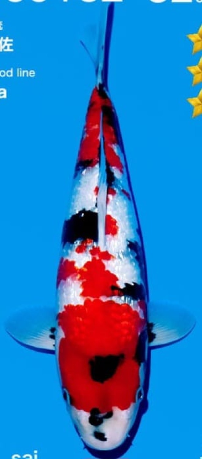 Juara 2