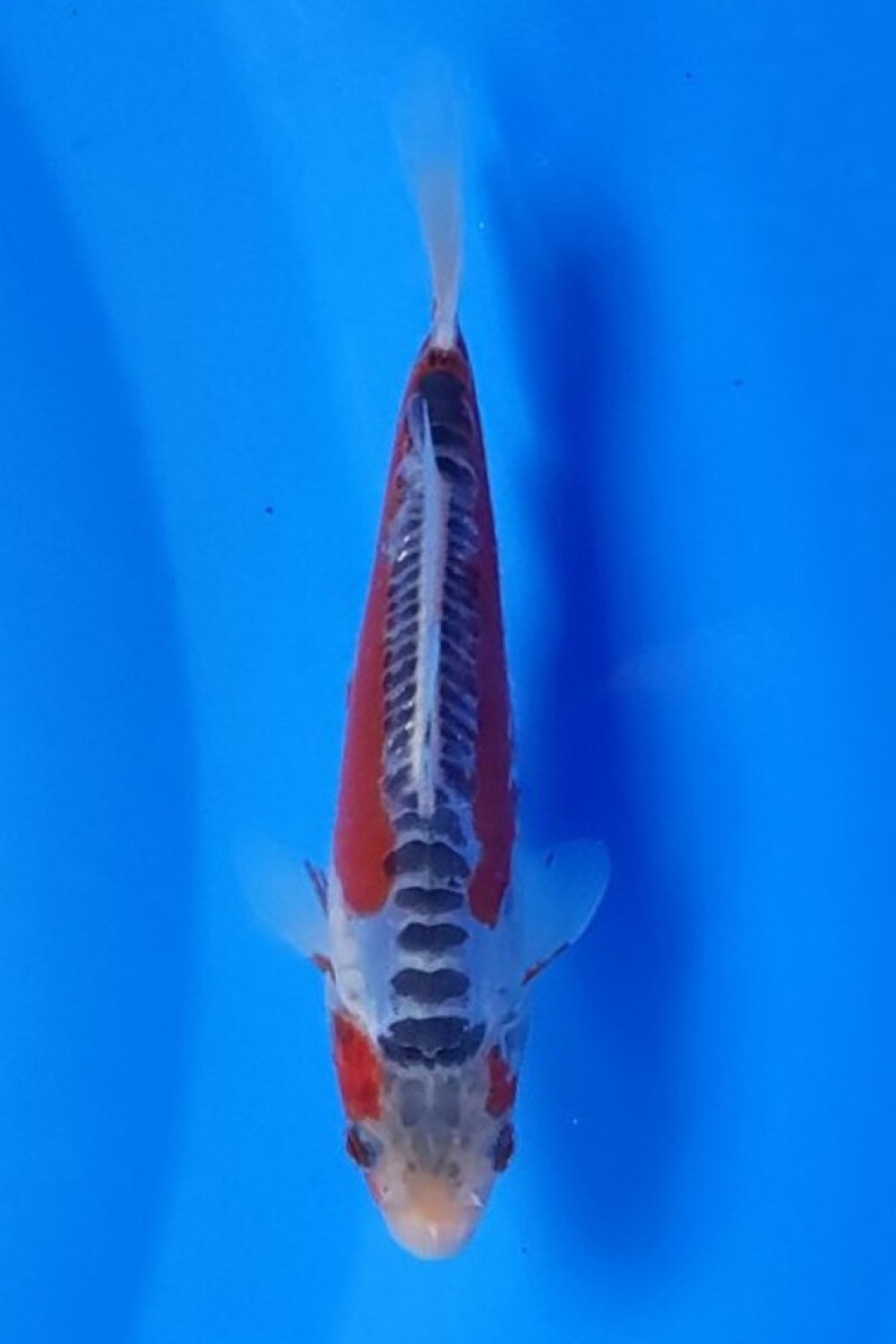 Juara 2